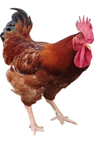 Tiger Cock (মোরগ ) - Red Hat Tiger 4KG+
