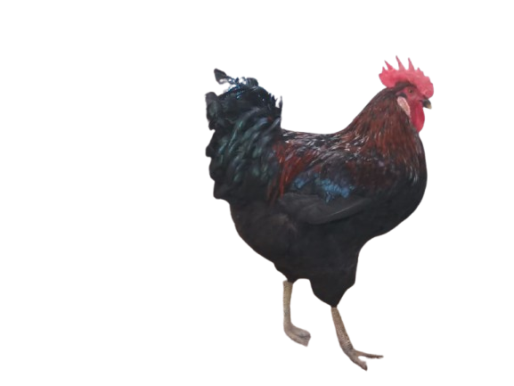 Tiger Cock (মোরগ ) -Black Dimond 4KG+